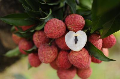 正宗茂名糯米糍荔枝(预售价8.8/斤)