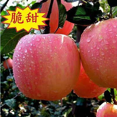 红富士苹果10斤装28元包邮