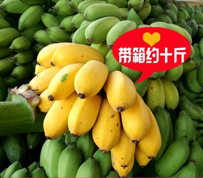 广西小米蕉非芭蕉西贡蕉粉蕉带箱10斤包邮价¥28元(5斤22元) fruit banana